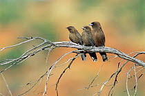 Dusky wood swallow with two fledglings {Artamus cyanopterus} Australia.