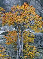 Rowan tree {Sorbus aucuparia} Vallferrera Valley, The Pyrenees, Catalonia, Spain