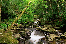 Downstream from Torc waterfall, Killarney NP, County Kerry, Republic of Ireland