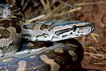 Rock python head portrait {Python sebae} Tsavo East NP, Kenya