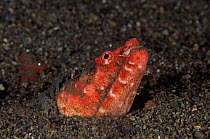 Crocodile snake eel {Brachysomophis crocodilinus} burrowing in sediment.