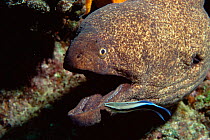 Yellow edged moray eel {Gymnothorax flavimarginatus} with cleaner wrasse. Milne Bay, Australia