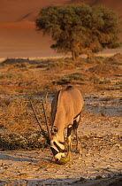 Oryx (Oryx gazella) feeding on Namib melon for its water content, Sossusvlei, Namibia, Africa