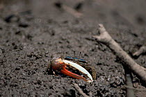 Male fiddler crab {Uca sp}. Queensland, Australia.