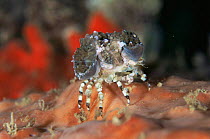 Decorator crab {Miccipa philyra}. Sulawesi, Indonesia.