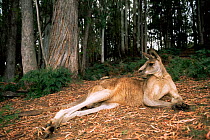 Eastern grey kangaroo resting {Macropus giganteus} Tasmania, Australia.