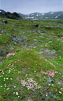 Wildflowers Mountain aven {Dryas integrifolia} and Moss campion {Silene acaulis} growing on tundra, Varanger peninsula, Arctic Norway