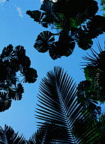 Silhouette of Fan palm tree leaves, Daintree NP. Queensland, Australia