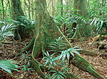 Tropical rainforest interior, Espiritu Santo Is, Vanuatu Is, South Pacific, 2003
