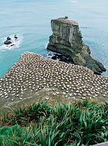 Australian gannet nesting colony {Morus / Sula serrator}. Muriwai, North Island, New Zealand.
