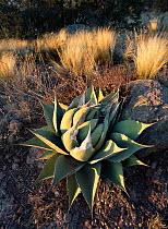 Agave plant {Agave sp} Coahuila, Mexico