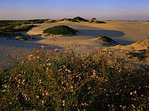 Sand dunes surrounding Laguna Madre, Tamaulipas, Mexico