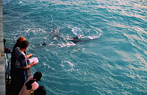 Shark watching from shore, Grand Bahama Is, The Bahamas.