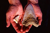 Comparison of teeth of Great white shark and extinct Megalodon, Malta