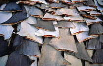 Shark fins drying in the sun, Trincomalee, Sri Lanka