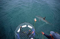 Divers in cage watching Great white sharks, Dyer Is, Western Cape, South Africa