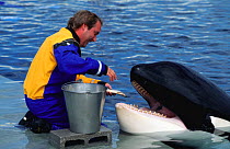 Keiko, Killer whale star of Free Willy, fed by handler, Oregon, USA {Orcinus orca}