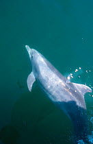 Bottlenose dolphin bow riding {Tursiops truncatus} Sea of Cortez, Mexico