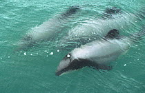 Hector's dolphins {Cephalorhynchus hectori} Kaikoura, New Zealand