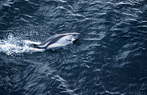 Peale's dolphin {Lagenorhynchus australis} Cape Horn, Argentina