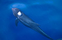 Risso's dolphin surfacing to breathe {Grampus griseus} The Maldives