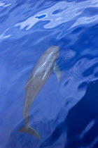 Risso's dolphin surfacing {Grampus griseus} The Maldives
