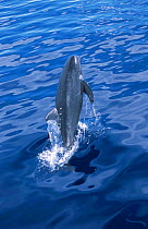 Risso's dolphin breaching {Grampus griseus} The Maldives