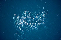 Aerial view of large school of Common dolphins {Delphinus delphis} Mexico, Sea of Cortez