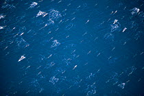 Aerial view of large school of Common dolphins {Delphinus delphis} Mexico, Sea of Cortez