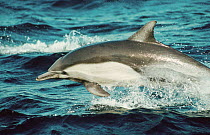 Common dolphin porpoising {Delphinus delphis} Monterey Bay, California, USA