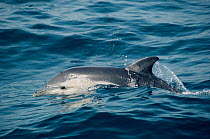 Common dolphin porpoising {Delphinus delphis} Gibraltar