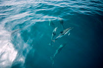 Common dolphins bow riding {Delphinus delphis} Gibraltar