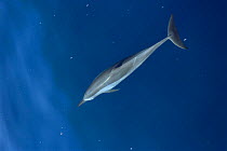 Common dolphin surfacing {Delphinus delphis} Mexico, Sea of Cortez