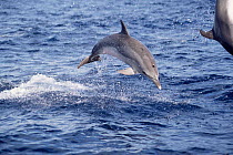Atlantic spotted dolphin porposing {Stenella frontalis} The Azores