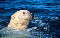 Polar bear swimming {Ursus maritimus} Nunavut, Canada