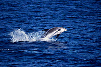 White beaked dolphin porpoising {Lagenorhynchus albirostris} Iceland