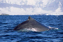 Humpback whale diving {Megaptera novaeangliae} South Sheltand Is, Antarctica.