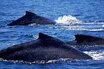 Three Humpback whales at surface {Megaptera novaeangliae} Sea of Cortez, Mexico