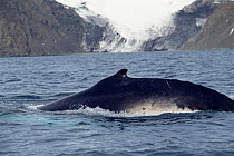 Humpback whale surfacing {Megaptera novaeangliae} South Sheltand Is, Antarctica.