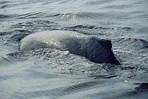Humpback whale surfacing {Megaptera novaeangliae} New England, USA