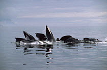 Humpback whales bubble net feeding {Megaptera novaeangliae} Alaska, USA