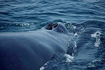 Blowhole of Humpback whale {Megaptera novaeangliae} New England, USA