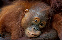 Orang utan baby portrait {Pongo pygmaeus} Tanjung Puting National Park, Central Borneo