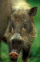 Bearded pig portrait {Sus barbatus} Tanjung Puting National Park, Central Kalimantan, Borneo