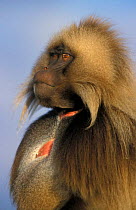 Adult male Gelada baboon, Simien Mt NP, Ethiopia {Theropithecus gelada}