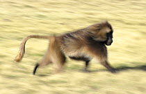 Gelada baboon male running, Simien Mt NP, Ethiopia {Theropithecus gelada}