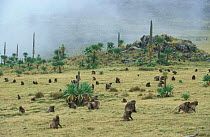 Gelada baboon group feeding at top of ridge, Simien Mt NP, Ethiopia {Theropithecus gelada}