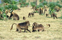 Gelada baboon males fighting, Simien Mt NP, Ethiopia {Theropithecus gelada}