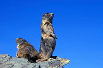 Two Alpine marmots on look out {Marmota marmota} Hohe Tauern NP, Austria