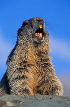 Alpine marmot giving alarm call {Marmota marmota} Hohe Tauern NP, Austria